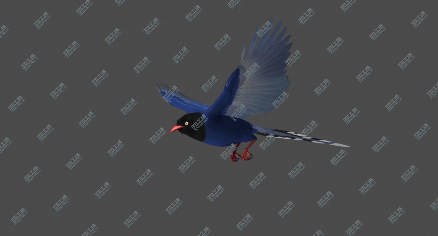 images/goods_img/2021040165/Taiwan Blue Magpie (Animated)/4.jpg